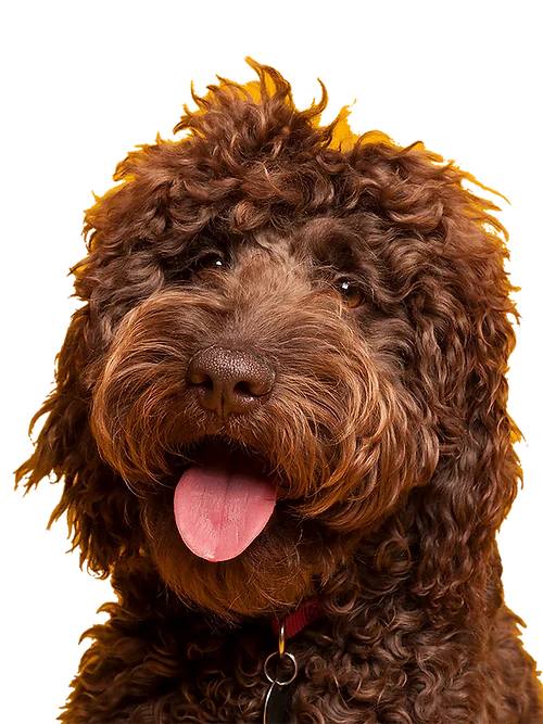 Aapon Mini Market Ltd Antler Pumpkin Biscuits