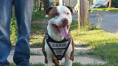 Aaponminimarket Personalized “Metal” Harness