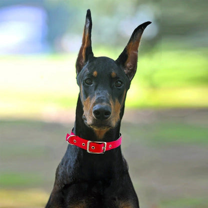 Aaponminimarket Adjustable Nylon Dog Collars