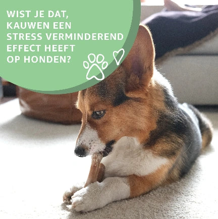 Aaponminimarket Buffelhuid