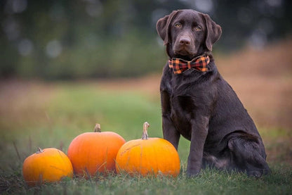 Aaponminimarket Charming Bowtie Dog Collar