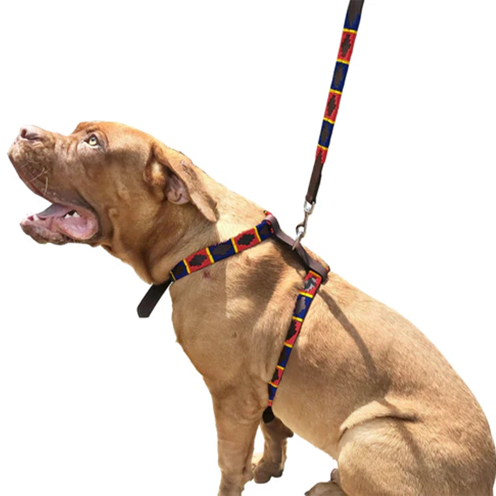 Aapon Mini Market Ltd CENTENARIO - Polo Dog Harness & Lead Set