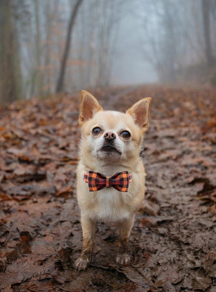 Aaponminimarket Charming Bowtie Dog Collar