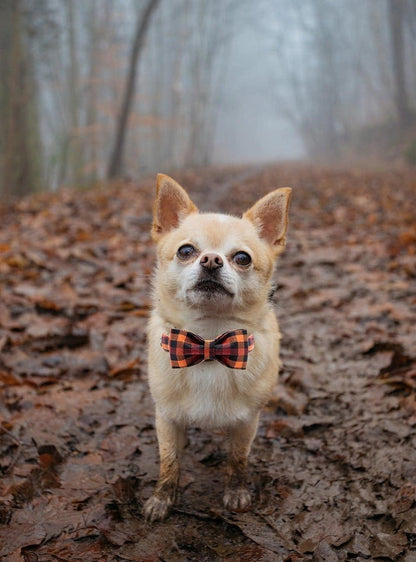 Aaponminimarket Charming Bowtie Dog Collar