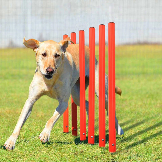 Aaponminimarket Dog Agility Training Equipment
