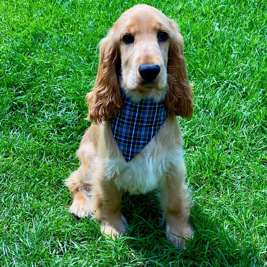 Aaponminimarket Dog Bandanna- Cornish Field (hunt)Tartan