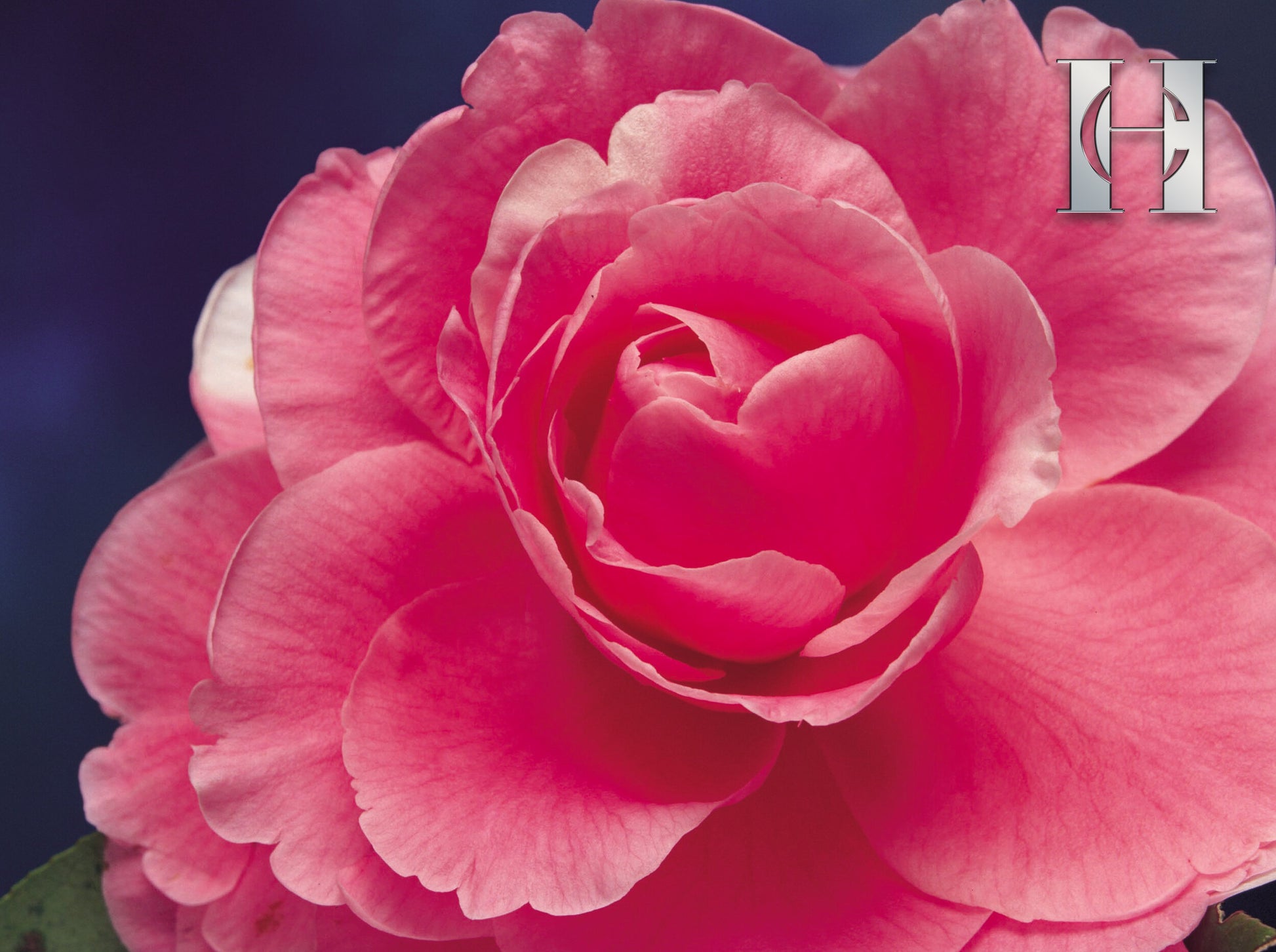 Aapon Mini Market Ltd - RADIANCE EXFOLIATING CAVIAR CRÈME | Face + Body