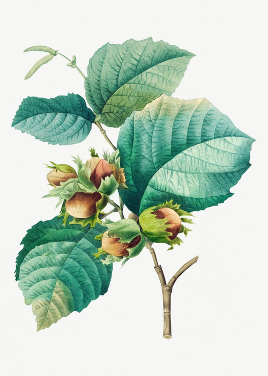 Hazelnut Coffee – Natural Medium Roast, Freshly Roasted & Ethically Sourced