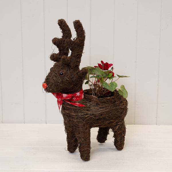 Reindeer Christmas planter with a cyclamen on a white wooden shelf