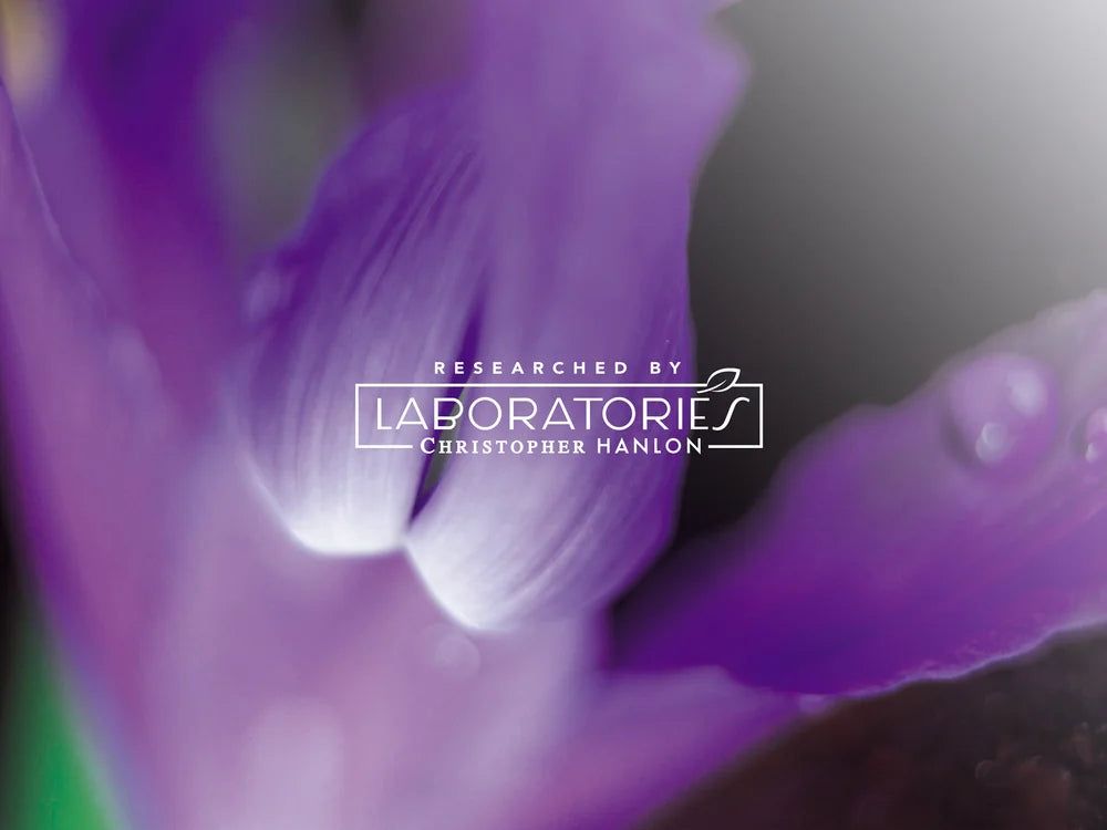 Aapon Mini Market Ltd - 2x AUSTRALIAN BUSH ROSE