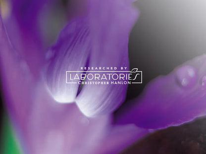 Aapon Mini Market Ltd - 2x AUSTRALIAN BUSH ROSE