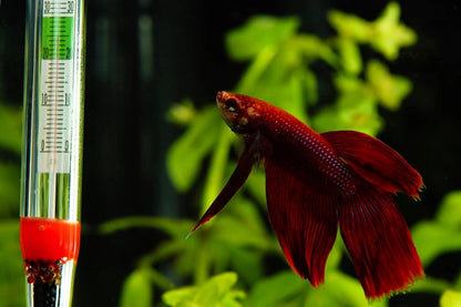 Aquarium Glass Thermometer